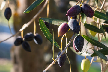 backlit ripe Greek calamata olives hanging on olive tree branch with blurred background and copy...