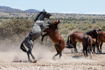 Fighting Wild Horses