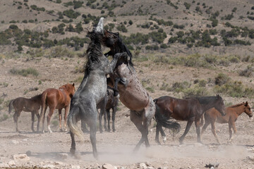 Fototapeta na wymiar Fighting Wild Horses