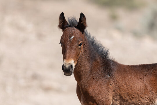 Wild Horse Foal