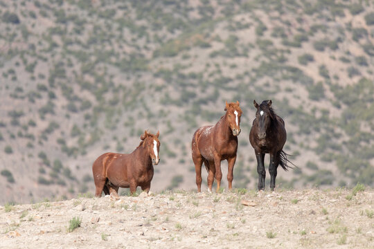 Utah Wild Horses