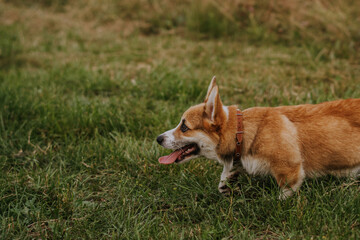 Corgi puppy running through the field
