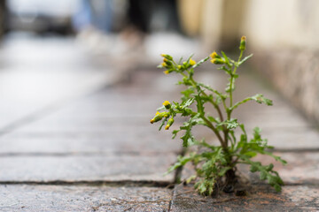 The plant, the yellow dandelion grows through the crack in the concrete, asphalt road. - 444839178