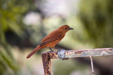 Chupim, conhecido com carrão. The Chupim is a passerine bird of the Icteridae family.