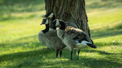 Canadian Geese gathered near a tree