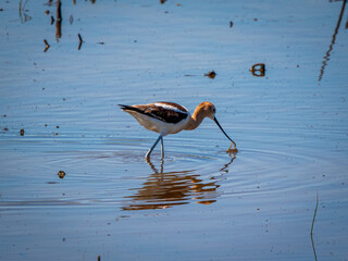 American Avocet searching a pond for food