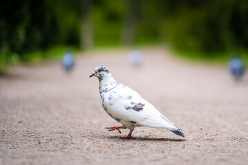 A white dove walking along the path in the park