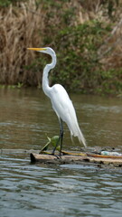 Great egret (Ardea alba) on a floating debris field in a river near Las Penas, Ecuador