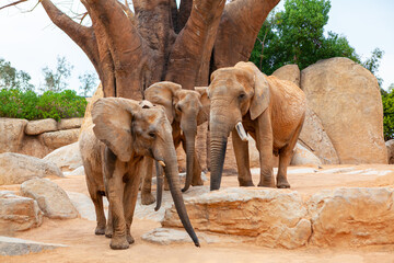 African Savannah with African Elephants . Wild animals family 