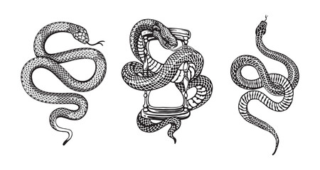 snakes illustrations vector design elements for designers - obrazy, fototapety, plakaty
