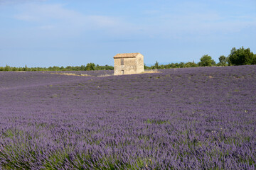 cabanon au milieu des champs de lavande - Valensole