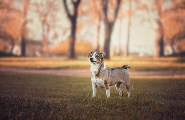 Obraz premium Dog on the field