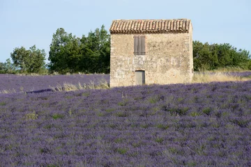 Fotobehang cabanon dans les champs de lavande - Provence © DOMINIQUE MARIOTTI