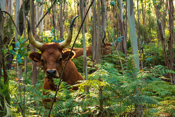Cachena cow grazing between fern in an eucalyptus forest, looking towards camera, Peneda-Gerês...