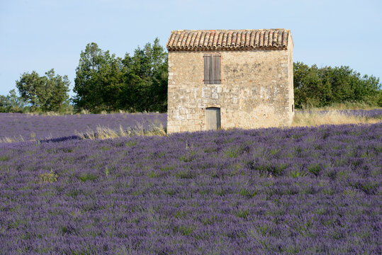cabanon dans les champs de lavande - Provence