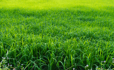 A front selective focus picture of fresh green grass field in the morning sunrise.