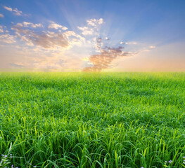 A front selective focus picture of green grass field with blurred summer sunrise sky background.