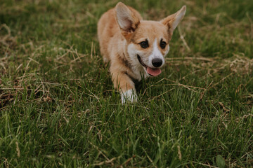 corgi puppy in grass