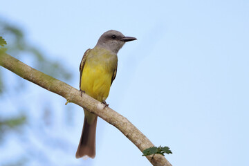Fototapeta premium Tropical Kingbird (Tyrannus melancholicus) perched on a branch above a blue sky.