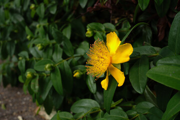 Hypericum calycinum aka Rose of Sharon or Aaron's beard, great St-John's wort, creeping St. John's wort and Jerusalem star is a yellow flower with five petals and numerous yellow stamens.