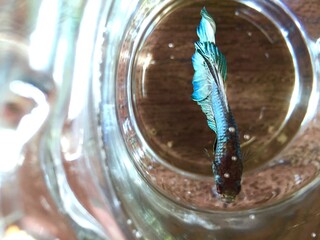 betta fish in glass