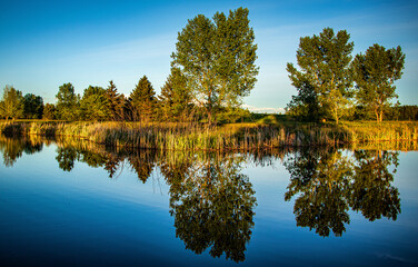 Reflections of trees in a calm pond