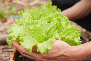 Side View Gardener Hold Green Lettuce Leaves with Natural Light