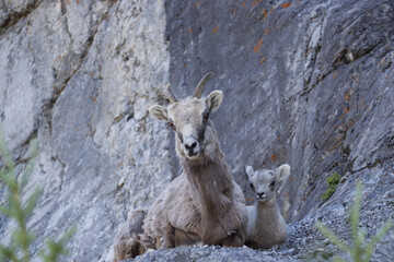 A Mountain sheep and baby lamb resting high in the cliffs