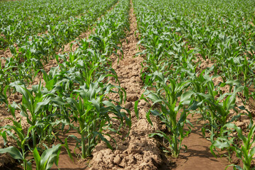 Naklejka premium Young corn on a field at sunshine