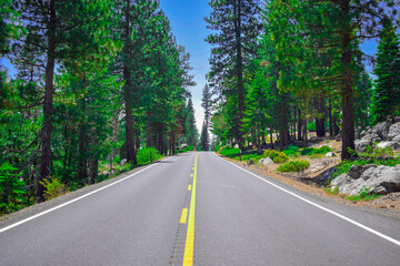 Road In The Yosemite Forest