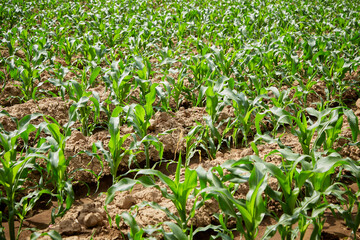 Young corn on a field at sunshine