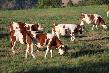 Fototapeta na wymiar Country cows in Grenoble, Capital of the French Alps