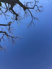 tree branches against blue sky