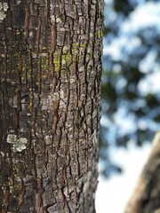 bark of a tree