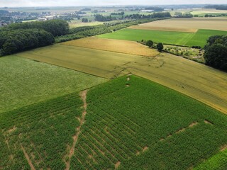 vineyard in region