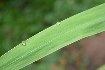 green plants found in tropical forests