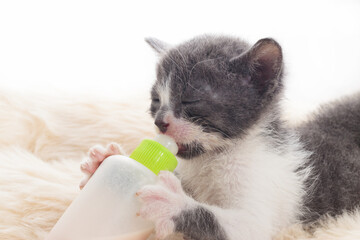 Fototapeta na wymiar newborn cat drinking milk from the bottle