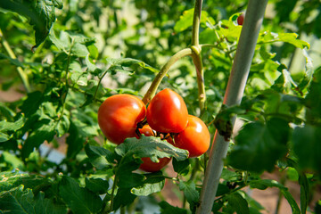 収穫前のトマト