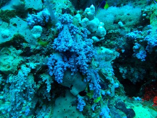 coral reef in the sea