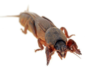 Mole cricket isolated on a white background, mole insect