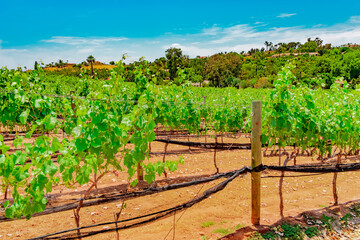 Fototapeta na wymiar San Diego County's vineyards are surrounded by homes and lush hillsides.