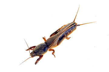 Mole cricket isolated on a white background, mole insect