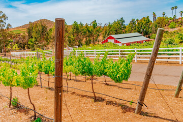 San Diego County's vineyards are hidden all over the valley and the hillsides.
