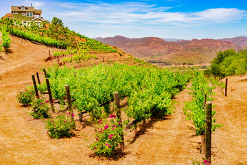 Fototapeta na wymiar San Diego County's vineyards are lush with spring growth on the hillsides and valleys