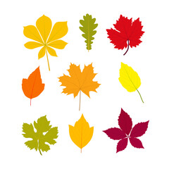 Naklejka na ściany i meble Set of bright autumn leaves of various trees and bushes. Flat vector design elements