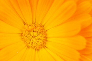 close up of orange flower