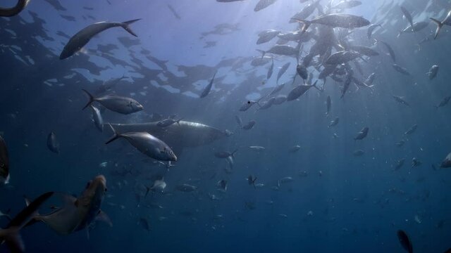 Battle Scarred Great White Shark Carcharodon carcharias 4k badly scarred shark close ups Neptune Islands South Australia