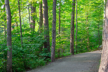 beautiful forest path green environment summer leaf trees in the woods