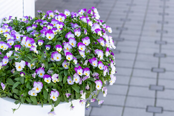 A lush blooming bush of pansies, in a large white flowerpot on the sidewalk