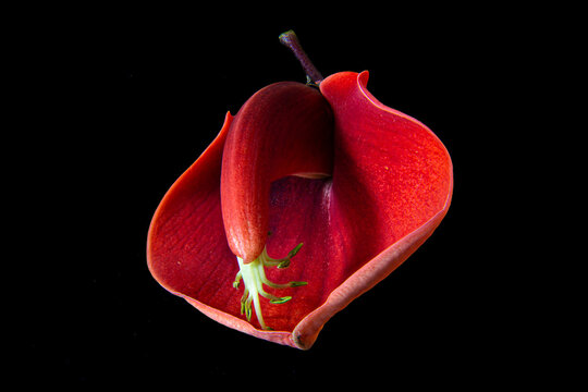 Pistilo 이미지 – 찾아보기 1,189 스톡 사진, 벡터 및 비디오 | Adobe Stock